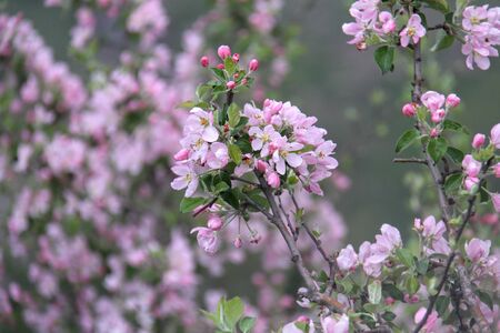  Fruit tree blossoms in march. Beginning of spring. Apple tree blossoms. Raceme of apple tree. Blossom blooming on tree in springtime.  Blossoming apple tree flowers with green leaves. Apple flowers with pink and white petals On the tree branchの写真素材