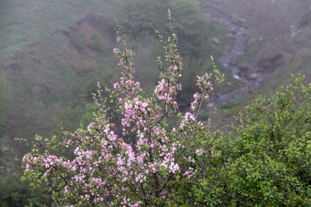 Fruit tree blossoms in march. Beginning of spring. Apple tree blossoms. Raceme of apple tree. Blossom blooming on tree in springtime.  Blossoming apple tree flowers with green leaves. Apple flowers with pink and white petals with a river and grassland backgroundの写真素材