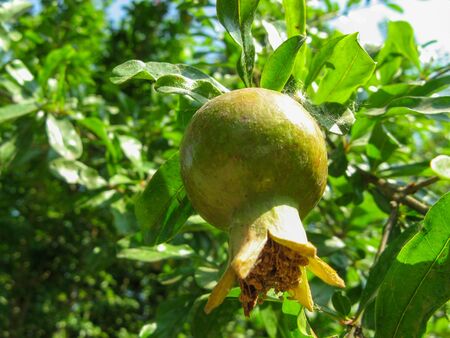 Closeup of green pomegranate fruit on a green branch with leaves of the pomegranate tree at sunny summer day. Pomegranate tree with fruits with blurred background. Unripe pomegranate.の写真素材