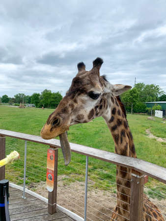Ann Arbor, Michigan,  USA, 06 05 2019:  Feeding the giraffe from behind the zoo fence. Giraffe behind zoo fence with green space background. Close up.のeditorial素材