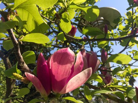 Close up of Pink magnolias in spring day. Beautiful pink magnolia flowers on a branch on blue sky background. Spring concept.の写真素材