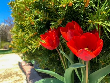 Branches of red tulips in the corner of the backyard in the spring. Close up of red tulips at sunny spring day. Beauty of Nature concept. Spring flowers.の写真素材