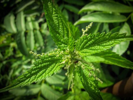 Close up of Nettle with fluffy green leaves, stinger plant during flowering in springtime. Top view...