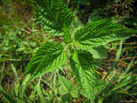 Common nettle, or stinging nettle, or nettle leaf or stinger. Macro Photo of a plant nettle in...