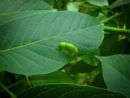 Macro Photo of Persian walnut leaf blister mite (Aceria tristriatus, Eriophyes erineus), galls on a walnut leaf. Walnut leaf gall mite in spring. Disease pest on walnut leaf.の写真素材