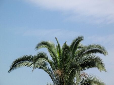 Green crown of  palm tree isolated on blue sky background. Sunny tropical island nature. View from the ground.の写真素材