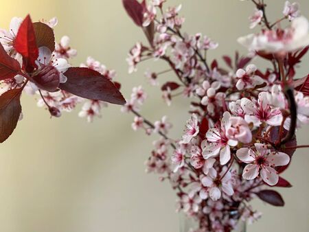 Close up of Cherry apple blossom in spring on blurred background. Cherry and apple tree blossom. Pink cherry blossom twig. Spring trees blossom. の写真素材