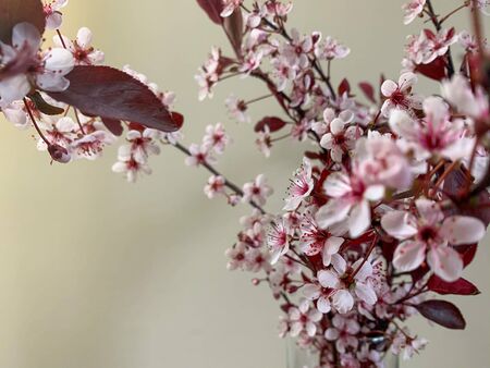 Close up of Cherry blossom in spring on blurred background. Cherry and apple tree blossom. Pink cherry blossom twig. Spring trees blossom. の写真素材