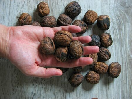 Close up of whole walnuts on male handon wooden background. Unpeeled walnut. Vegetarian food concept. Healthy organic food concept. Vegan food.の写真素材