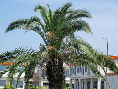 Close up of a palm tree in guilan university yard in Gilan, Iran. University green space design.のeditorial素材
