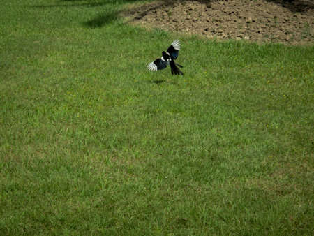 Common Magpie (Pica Pica) Flying Eurasian Magpie in a meadow amidst the grass in summer.の写真素材