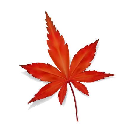 Fallen leaf of Japanese maple on a white background. 3d vector illustrationのイラスト素材
