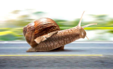Picture. Snail rushing along an asphalt roadの写真素材