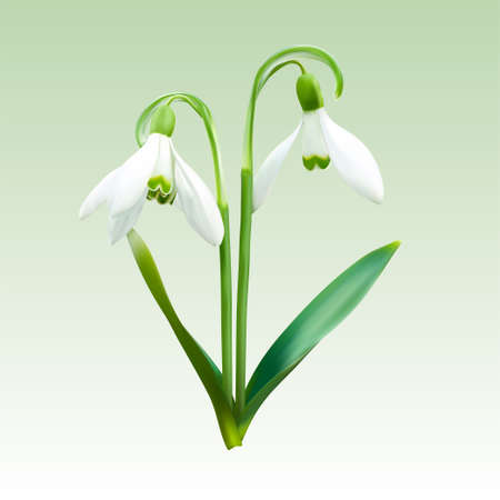 Two snowdrops on an isolated background. 3d vector illustrationのイラスト素材