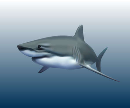 White shark isolated from the background. 3d vector illustrationのイラスト素材