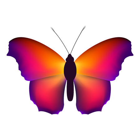 Beautiful butterfly with colorful wings on a white background.のイラスト素材
