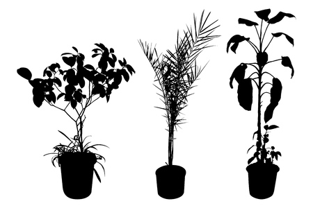 Plant grown in a container, pot inside a house or flat, office, ornamental green plantのイラスト素材