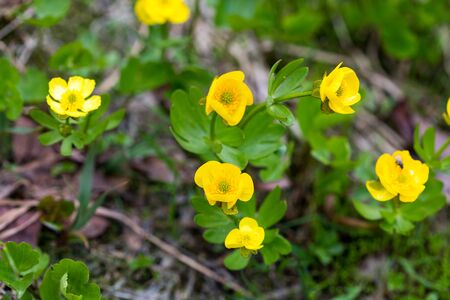 Buttercup snow (Ranunculus nivalis), Kamchatka Peninsula, Russia.の写真素材