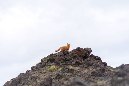 Red fox among the stones, Kamchatka Peninsula, Russia.