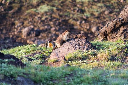 Black-capped marmot (Marmota camtschatica). This type of marmot is biologically similar to the...