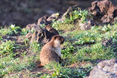 Black-capped marmot (Marmota camtschatica). This type of marmot is biologically similar to the Mongolian marmot - tarbagan (Marmota sibirica). It lives in Eastern, North-Western Siberia and Kamchatka.の写真素材