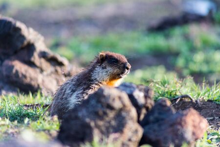 Black-capped marmot (Marmota camtschatica). This type of marmot is biologically similar to the...