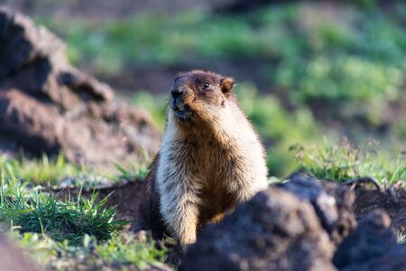 Black-capped marmot (Marmota camtschatica). This type of marmot is biologically similar to the Mongolian marmot - tarbagan (Marmota sibirica). It lives in Eastern, North-Western Siberia and Kamchatka.の写真素材