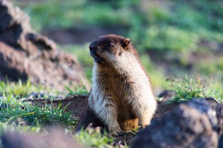 Black-capped marmot (Marmota camtschatica). This type of marmot is biologically similar to the Mongolian marmot - tarbagan (Marmota sibirica). It lives in Eastern, North-Western Siberia and Kamchatka.の写真素材