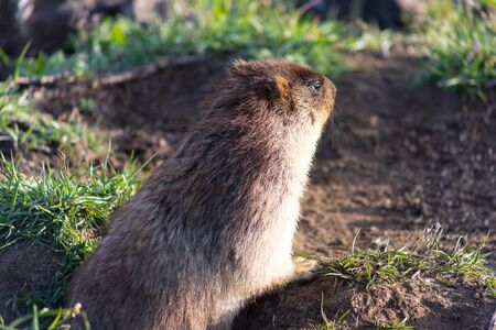 Black-capped marmot (Marmota camtschatica). This type of marmot is biologically similar to the Mongolian marmot - tarbagan (Marmota sibirica). It lives in Eastern, North-Western Siberia and Kamchatka.の写真素材