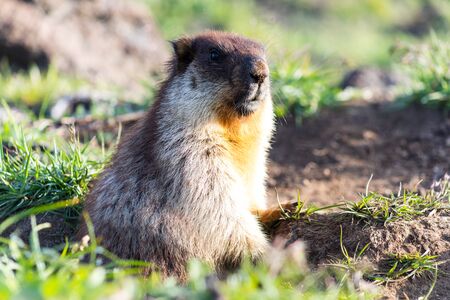 Black-capped marmot (Marmota camtschatica). This type of marmot is biologically similar to the...