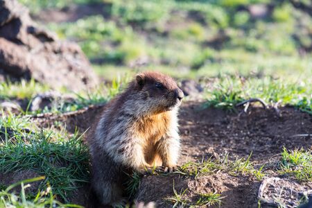 Black-capped marmot (Marmota camtschatica). This type of marmot is biologically similar to the Mongolian marmot - tarbagan (Marmota sibirica). It lives in Eastern, North-Western Siberia and Kamchatka.の写真素材