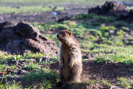Black-capped marmot (Marmota camtschatica). This type of marmot is biologically similar to the Mongolian marmot - tarbagan (Marmota sibirica). It lives in Eastern, North-Western Siberia and Kamchatka.の写真素材