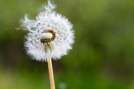 Macro view of the blossom of mature Dandelion with seeds in front of green grass background. Taraxacum Ruderaliaの写真素材