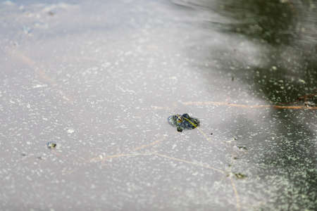 Green frog swims in the water in a swamp. Croaks loudly, blowing bubbles. Courtship games. Nature...