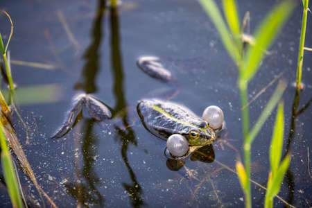 Green frog swims in the water in a swamp. Croaks loudly, blowing bubbles. Courtship games. Nature and fauna in the summer.の写真素材