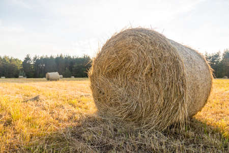 Haystacks in the field. Straw bales. Harvesting. Harvesting feed for the farm. Rural landscape....
