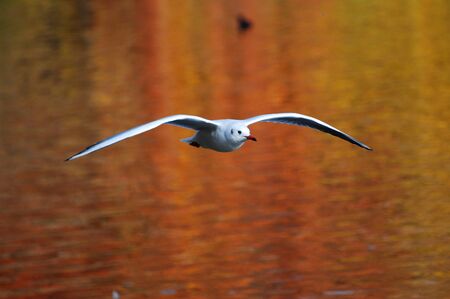 Dove against orange waters