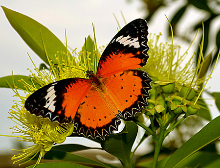 Butterflyの写真素材