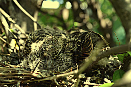 Two small birds in the nestの写真素材