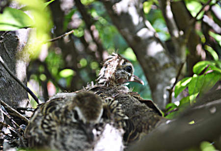 Nestling in the nestの写真素材