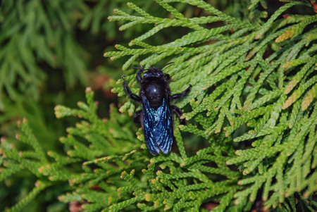 Black fly with silvery blue wings, closeup, sits on green branches of coniferous treeの写真素材