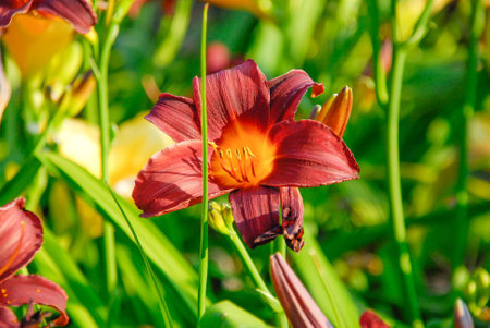 Lily, a flower with open petals, on a blurred background of other flowers and green leavesの写真素材