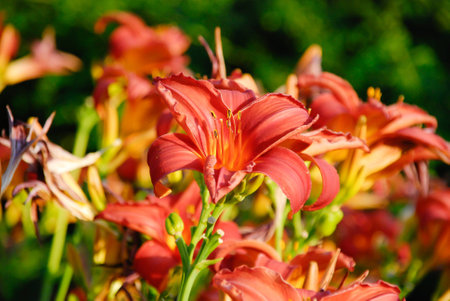 A lily flower, closeup, against a background of other flowers, with a blused backgroundの写真素材