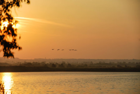 A flock of birds flies over the river at sunset, in the background of trees on the river bank.の写真素材