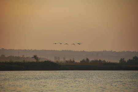 A flock of birds flies over the river at sunset, in the background of trees on the river bank.の写真素材