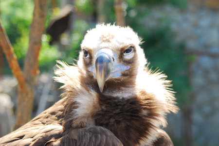 Griffon vulture (Gyps fulvus) portraitの写真素材