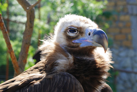 Griffon vulture (Gyps fulvus) portraitの写真素材