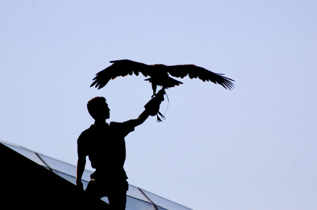 Eagle standing against a blue sky