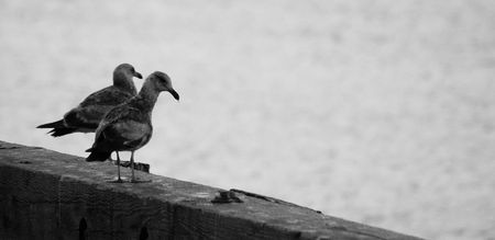 black & white portrait of seagulls looking at the seaの写真素材