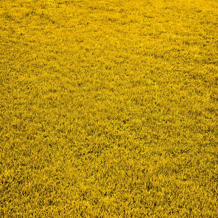 abstract yellow background textureの写真素材